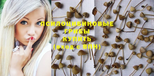крисы Баксан